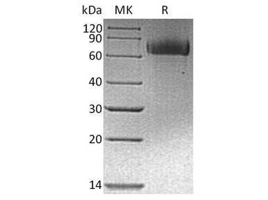 Human EGFR / ErbB1 Recombinant Protein
