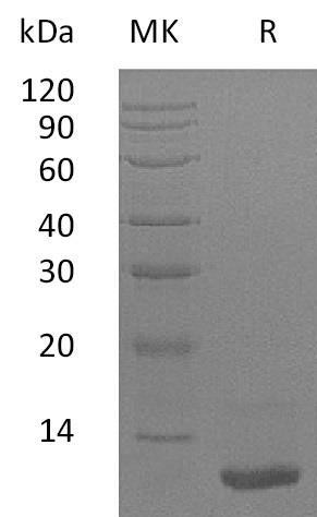 Human LR3-IGF Recombinant Protein (MG) (Active) (RPES3738)