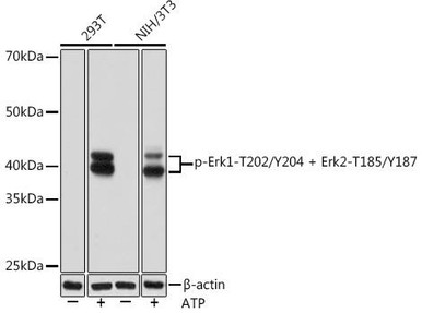 Phospho-ERK1/2 (Thr202/Tyr204, Thr185/Tyr187) Antibody