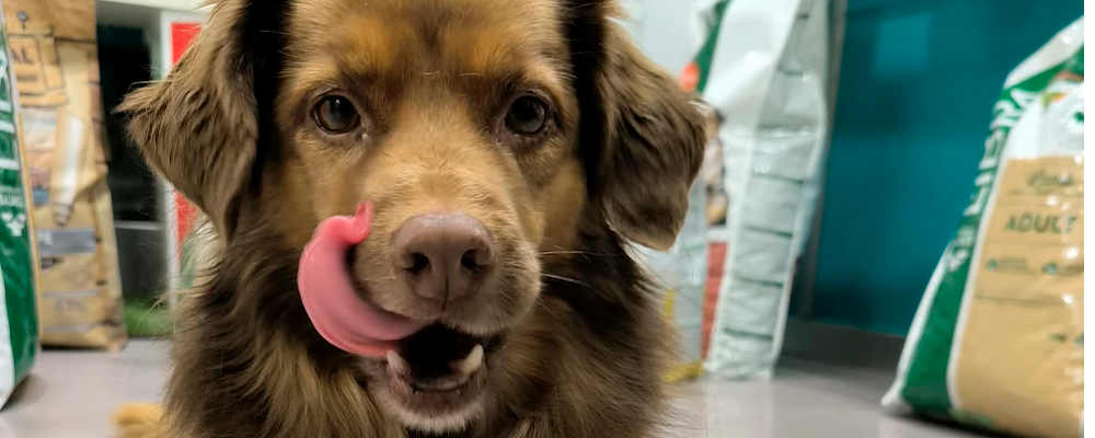 servicio de veterinaria 2