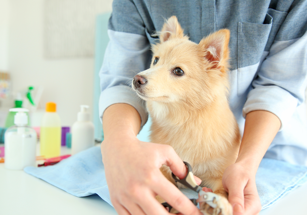 servicio de veterinaria 6
