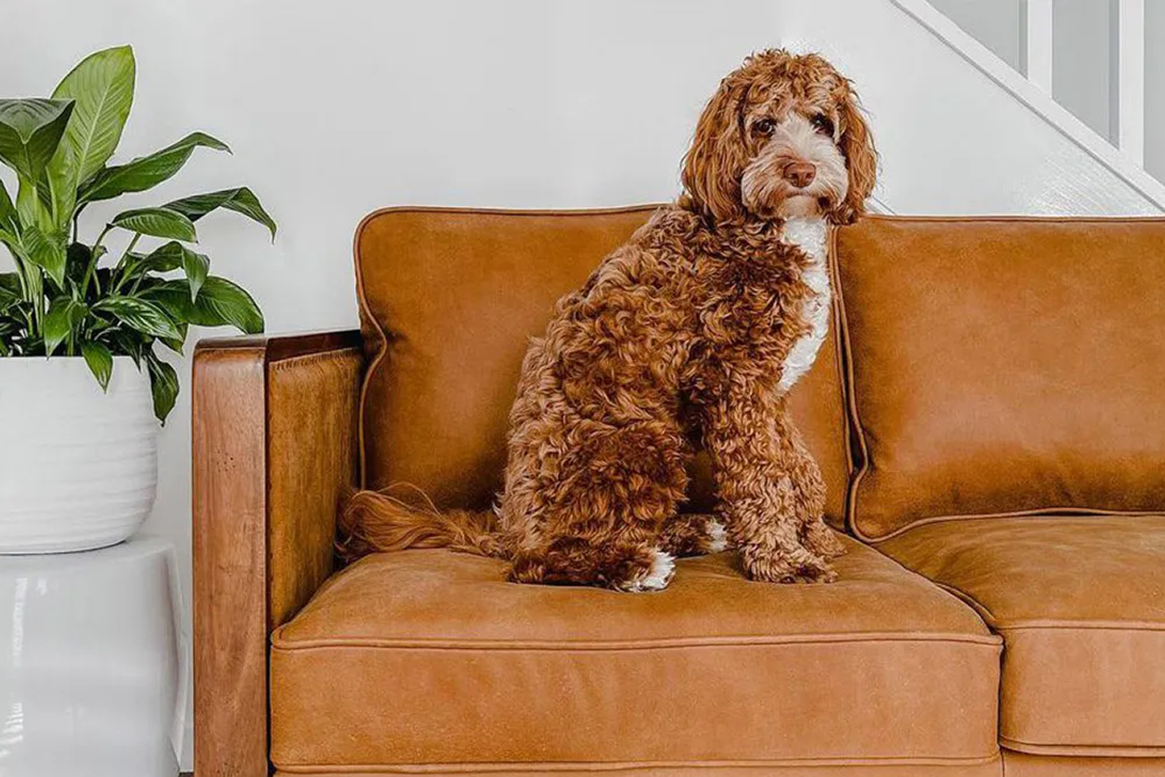 Just paw-fect: finding the best pet-friendly sofa for your home