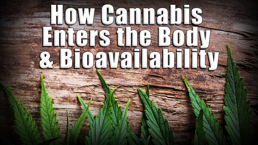 How Cannabis Enters the Body and Bioavailability