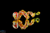 Orange and Yellow Tentacle Pendant by Sean O'tron Glass Works  #9