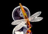 Cremation Memorial Art - Glass Memorial Dragon Fly by Elev8 Premier