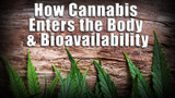How Cannabis Enters the Body and Bioavailability