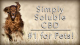 Simply Soluble CBD #1 for Pets!