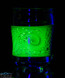 Custom Alien Skin Whiskey Glass or Cup #4