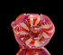 Flower Pipe - Red and Orange Inside Out Spoon Pipe by Simply Jeff Glass #478