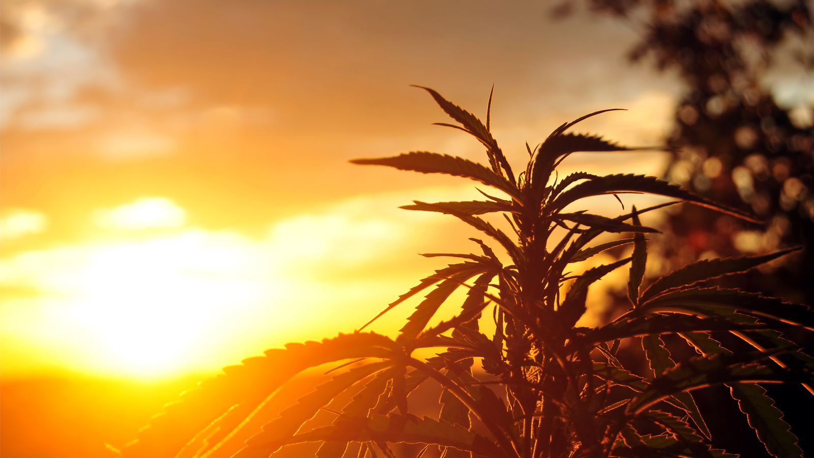 What Is A Dry Herb Vaporizer & How Do Vapes Work?