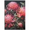 Australia Waratah Area Rug - Red Waratah Flowers Fine Art Ver3 Area Rug