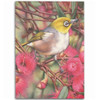 Australia Silvereye Area Rug - Silvereye and Gum Blossom Area Rug