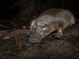 The platypus: a unique and vulnerable Australian