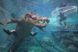 Crocosaurus Cove: Australia's Deadliest Attraction