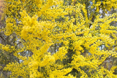Golden Wattle: 11 Facts About Australia’s National Flower