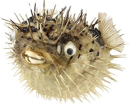 Puffer Porcupine Blowfish