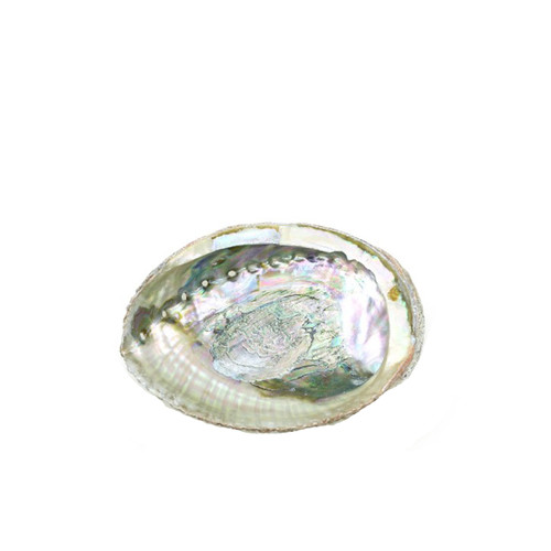 Abalone Shell