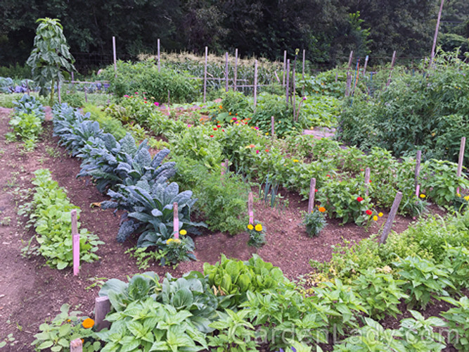 Veggie garden & Freezing