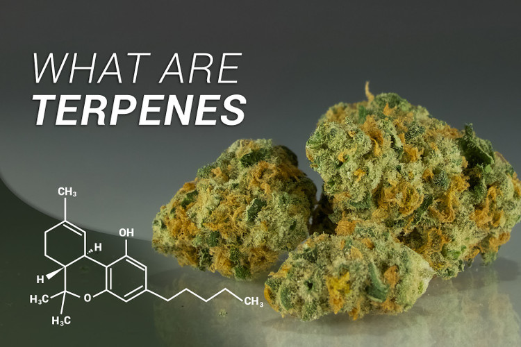 What Are CBD Terpenes?