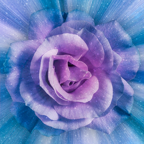 Dream Big Rose - Wisteria Blue/ Purple