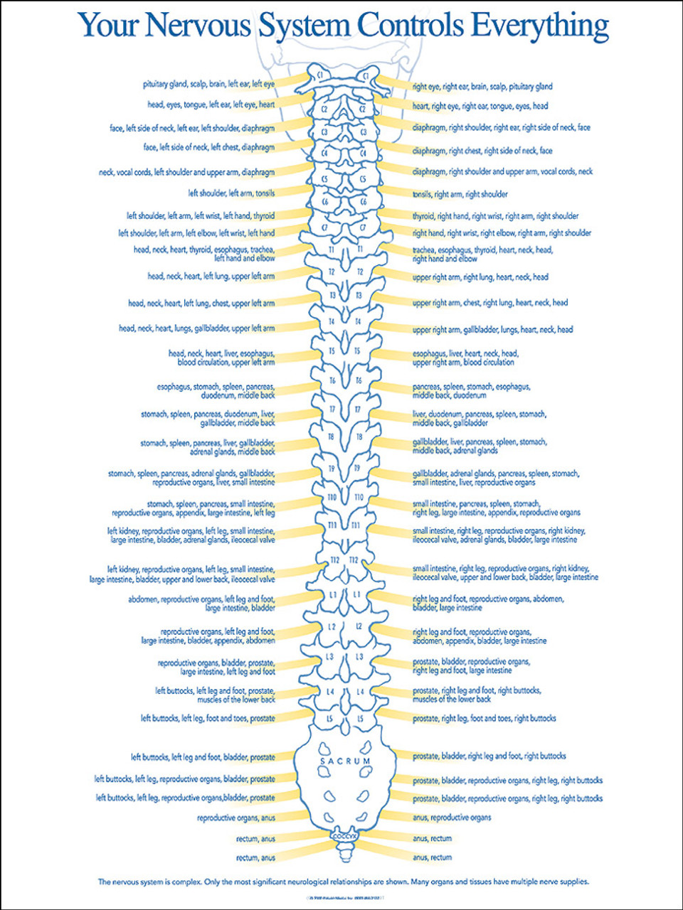 chiropractic-spinal-nerve-chart-nerve-function-chart