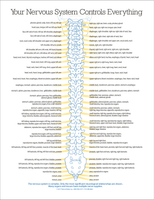 Unique posterior view of the nervous system shows the importance of symmetry and balance.