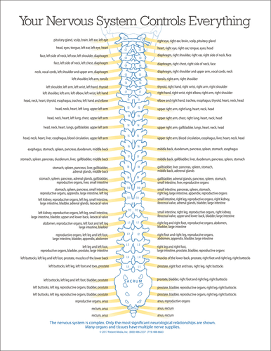 Unique posterior view of the nervous system shows the importance of symmetry and balance.