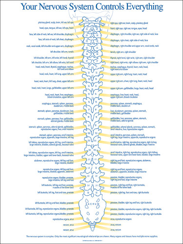 Chiropractic Nerve Chart Poster