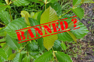 Where is Kratom Legal? - Where is Kratom Illegal? Where is Kratom Legal? - Where is Kratom Illegal?