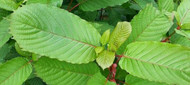 What are the Kratom Strains with the  Strongest Euphoric Effects? What are the Kratom Strains with the  Strongest Euphoric Effects?