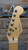 Fender American Standard Strat Stratocaster USA Metallic Blue, Maple Neck, Tweed Case