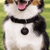 A dog wearing a black collar with a round black tag. The dog has a happy expression.