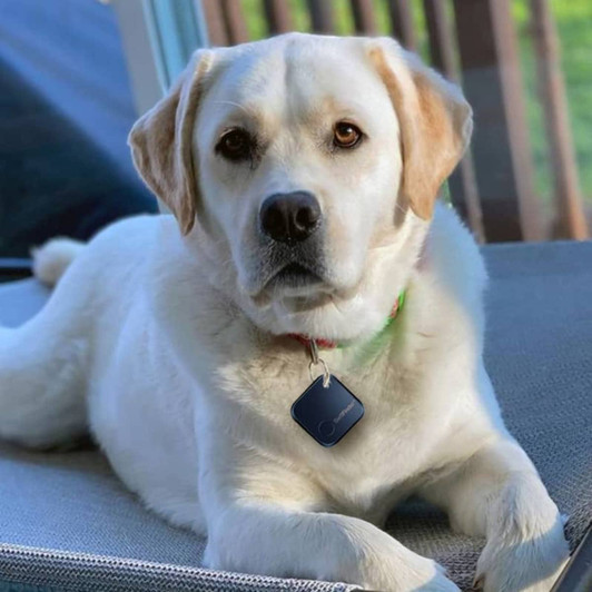 A white Labrador retriever lies on a sofa, wearing a black tracker tag on its collar. The background is a blurred outdoor setting.