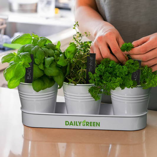 A grey planter with three white pots, containing fresh basil, thyme, and parsley, on a kitchen counter.
