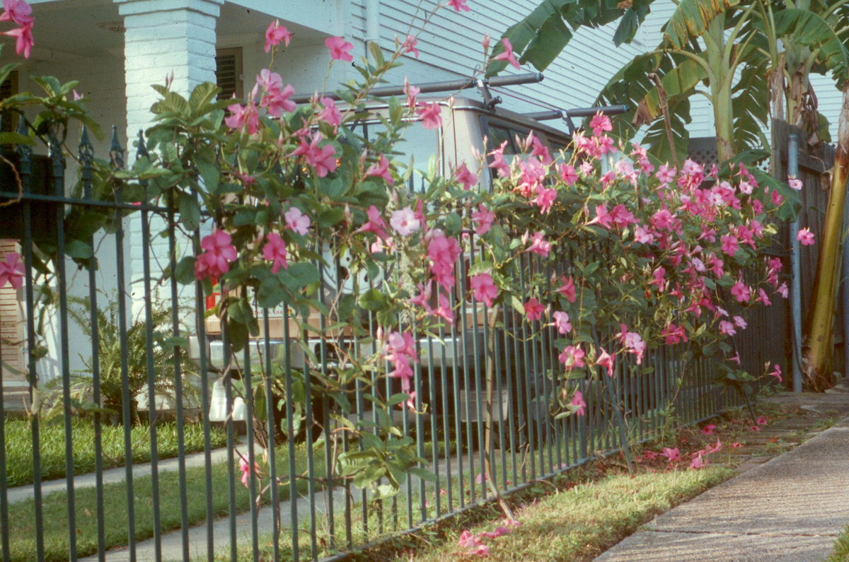 Will Vines Damage My Fence?