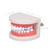 [通拓商品]Standard Tooth Teaching Giant Dental Dentist Teeth Model Child Kidtraining Model Disease Teeth Medical Educational Model