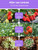 LED Grow Light Full Spectrum USB Grow Light Strip 2M 2835 SMD DC5V LED Phyto Tape for Seed Plants Flowers Greenhouses Indoor Vegetable Flower Seedling Fitolampy