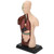 Human Body Model Detachable Simulation Unisex Human Torso Model for Teaching Study Students