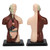 Human Body Model Detachable Simulation Unisex Human Torso Model for Teaching Study Students