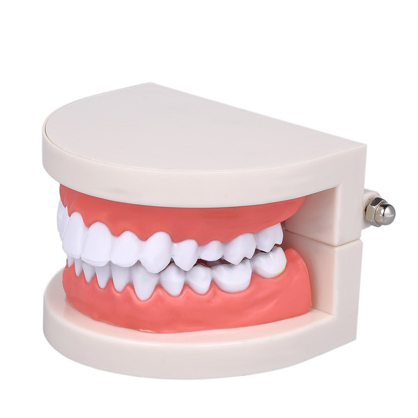 [通拓商品]Standard Tooth Teaching Giant Dental Dentist Teeth Model Child Kidtraining Model Disease Teeth Medical Educational Model