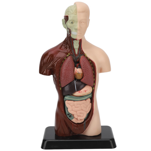Human Body Model Detachable Simulation Unisex Human Torso Model for Teaching Study Students