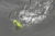 Longin Popple 60 Sprat 6G
