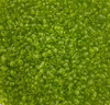 Lime Green Transparent 8/0 seed beads
