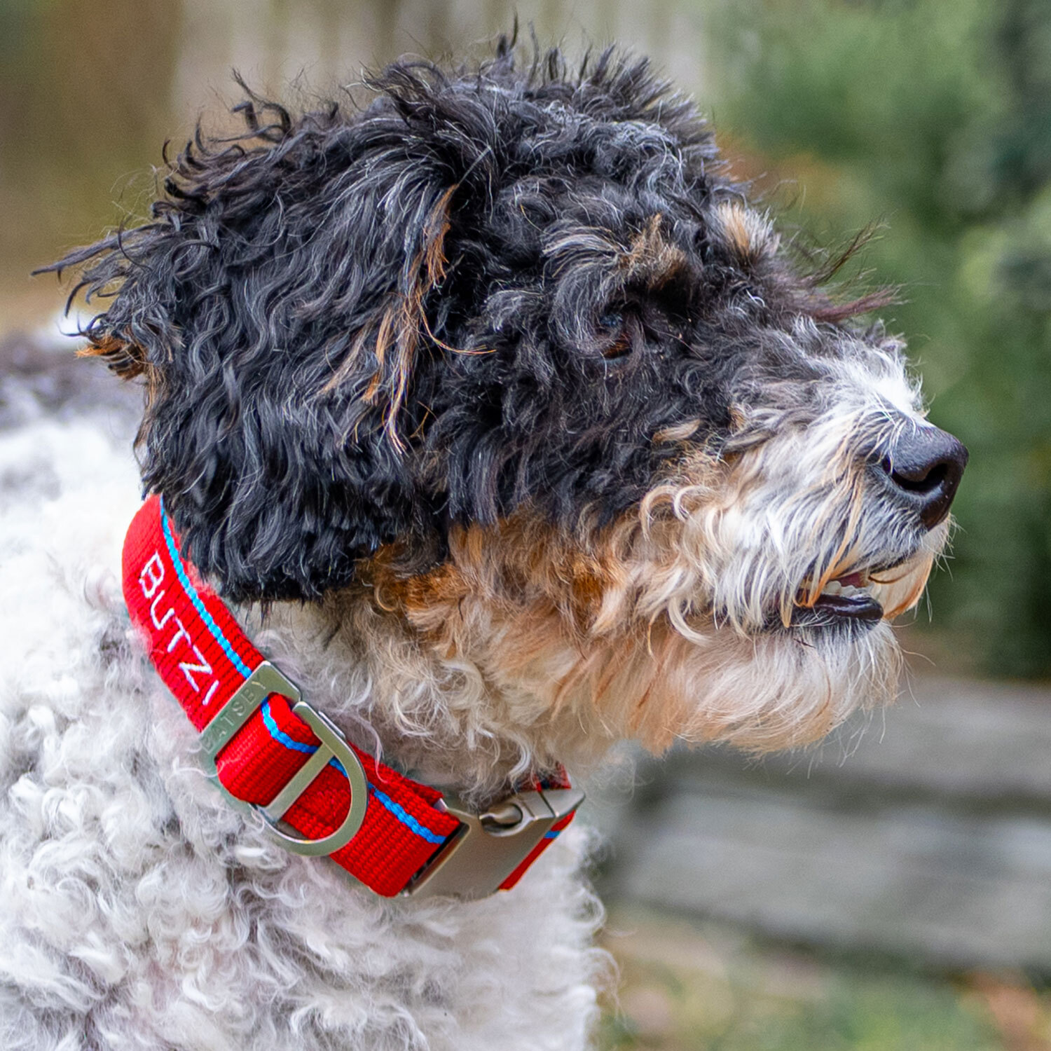 Batsby Leashes and Collars