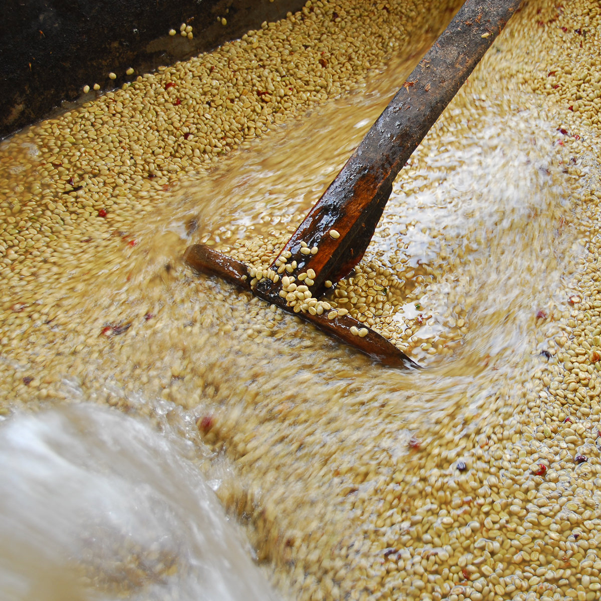 coffee-processing-washed-natural-honey-wet-hulled-what-s-the