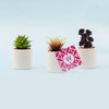 Succulent Plant Set