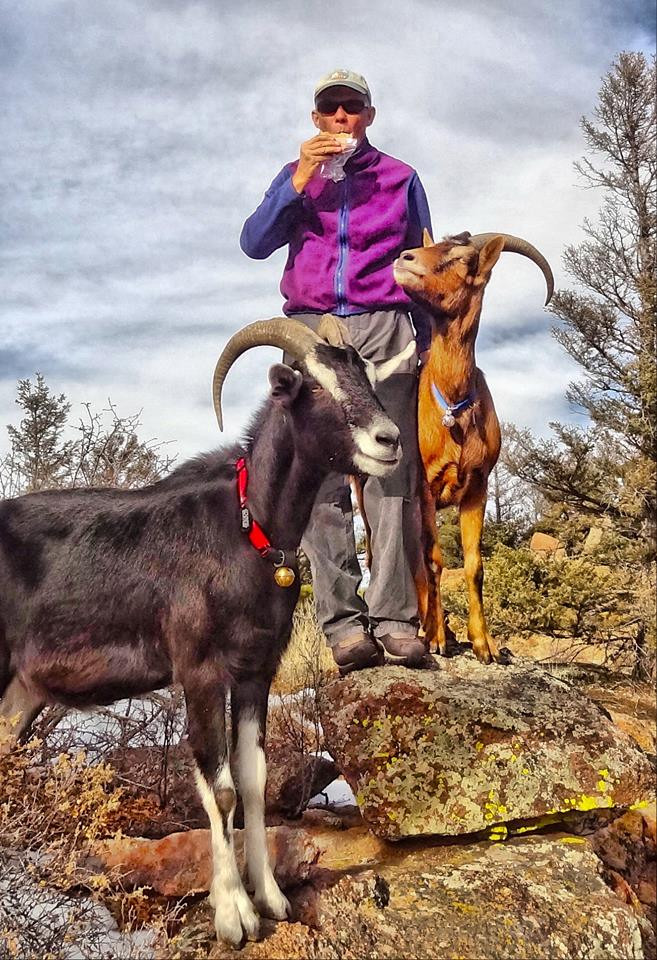 Dog Collar Bells 2 Bell New England Bells