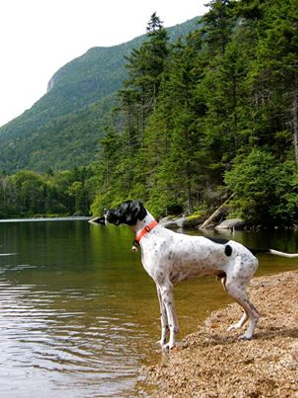 hunting dog bells