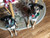 Dog Collar Bells - #1 Bell