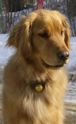 Quickly snap onto your dogs collar before heading out for a walk.